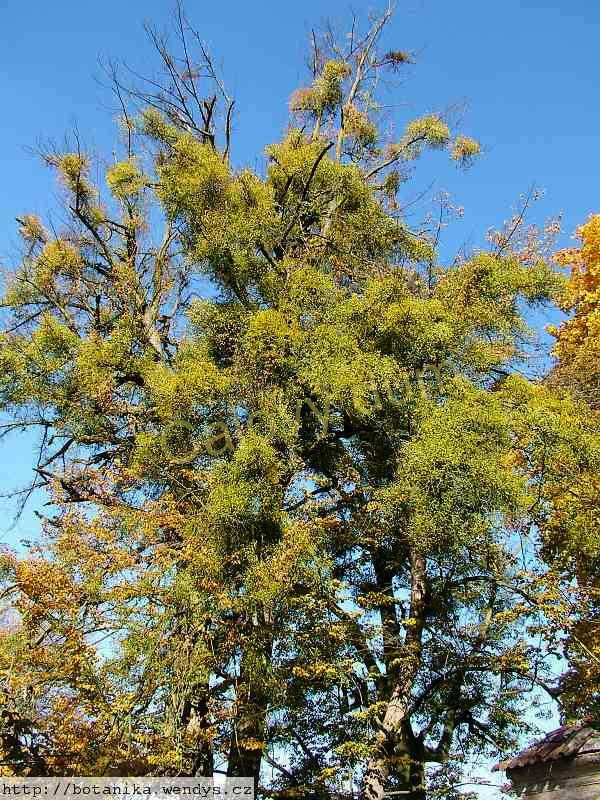 Jmelí nať řezaná